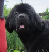 Превью фото № 129994