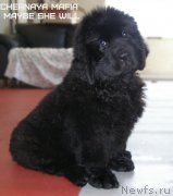 Превью фото № 130004