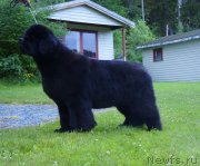 Превью фото № 130024