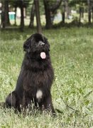 Превью фото № 130036