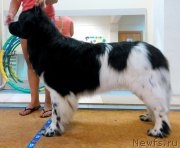 Превью фото № 130049