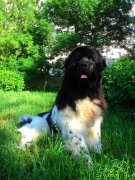 Превью фото № 130050