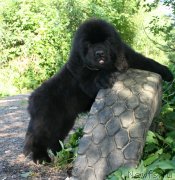 Превью фото № 130060