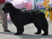 Превью фото № 130073