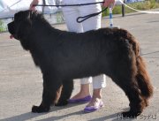 Превью фото № 130078