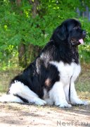 Превью фото № 130147