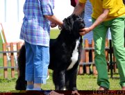 Превью фото № 130298