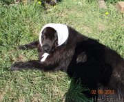 Превью фото № 130318