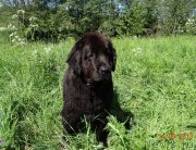 Превью фото № 130320