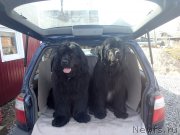 Превью фото № 130338