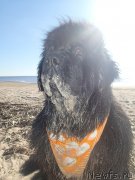 Превью фото № 130343