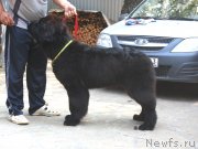 Превью фото № 130403