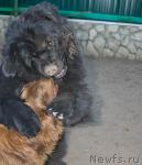 Превью фото № 13041