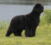 Превью фото № 130459