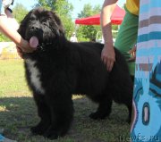 Превью фото № 130482