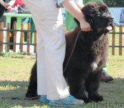 Превью фото № 130502