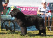 Превью фото № 130511