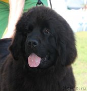 Превью фото № 130512