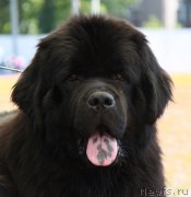 Превью фото № 130527