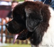 Превью фото № 130538
