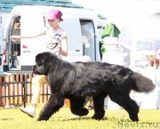 Превью фото № 130554