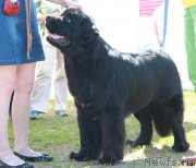 Превью фото № 130565