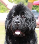 Превью фото № 130570