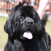 Превью фото № 130619