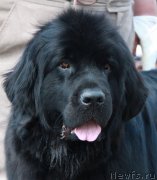 Превью фото № 130634