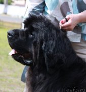 Превью фото № 130641