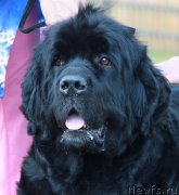 Превью фото № 130649