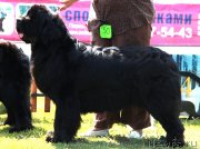 Превью фото № 130651