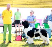 Превью фото № 130689