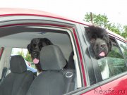 Превью фото № 130756