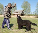 Превью фото № 13078