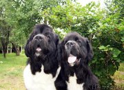 Превью фото № 130792