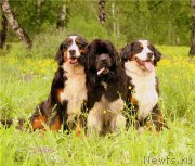 Превью фото № 130796