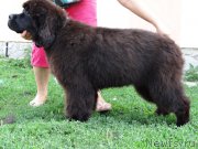 Превью фото № 130808