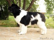 Превью фото № 130836