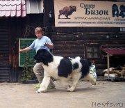 Превью фото № 130844
