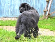 Превью фото № 130868