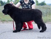 Превью фото № 130909