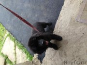 Превью фото № 130927