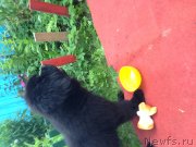 Превью фото № 130929