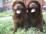 Превью фото № 130944