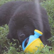 Превью фото № 130945