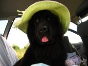 Превью фото № 130946