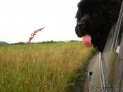 Превью фото № 130947