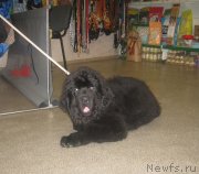 Превью фото № 130953