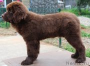 Превью фото № 130955